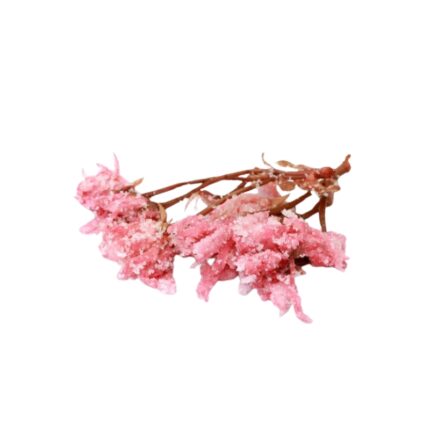 Hoa Anh Đào Muối (50g)